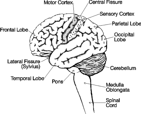 脳神経外科の歴史